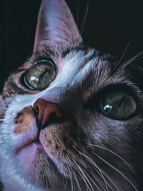 istock Cute cat with green eyes and a red nose. 1341398704