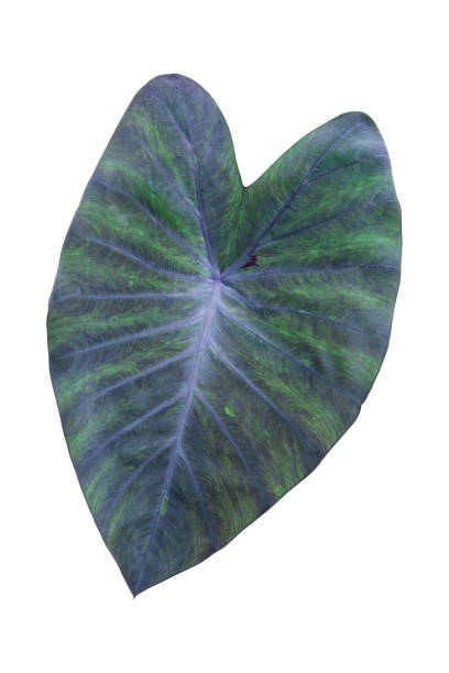 istock Close up tropical green leaf colocasia black magic isolated on white background, clipping path. 1341398777