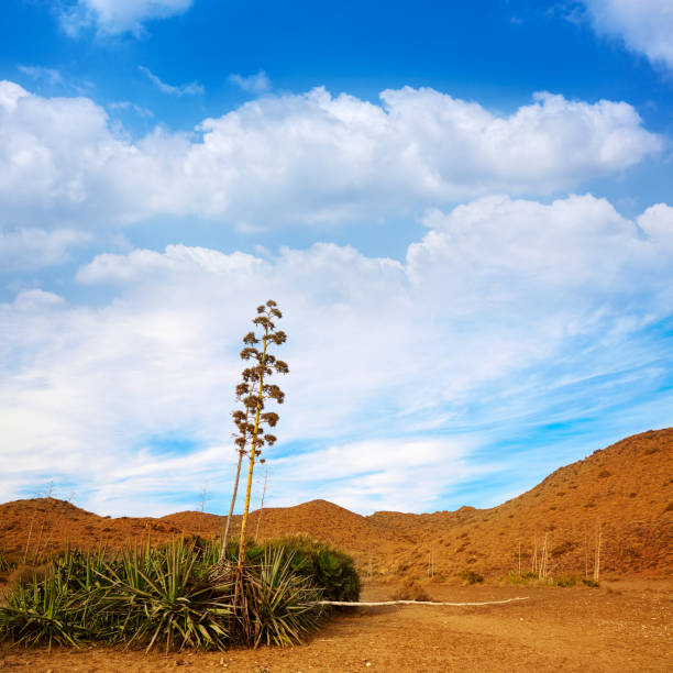 Agave americana, sentry plant, or American aloe, is a species of flowering plant in the family Agavaceae