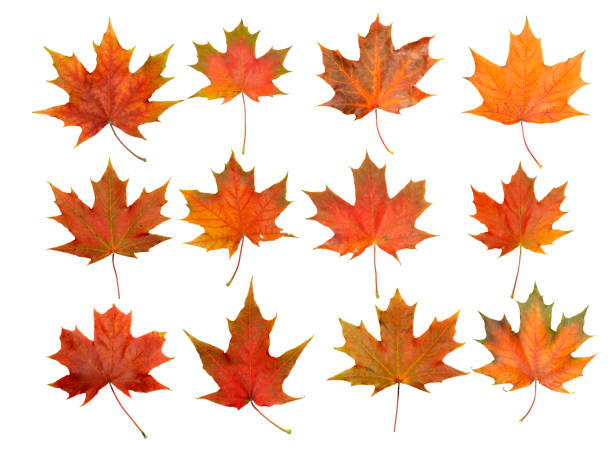 istock Autumn leaves isolate background. Red and yellow maple leaves in autumn on a blank white background. 1341399364