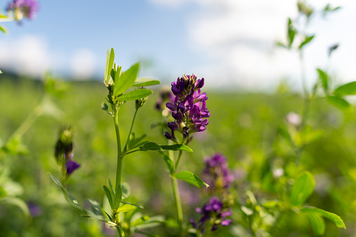 Alfalfa, Medicago sativa, also called lucerne. It is cultivated as an important forage crop for farm animals.