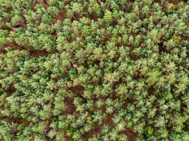 Aerial view. Forest, green treetops Aerial view. Flying in forest over green trees treetops. Natural scenery in Europe, Poland Tuchola national park. bory tucholskie stock pictures, royalty-free photos & images
