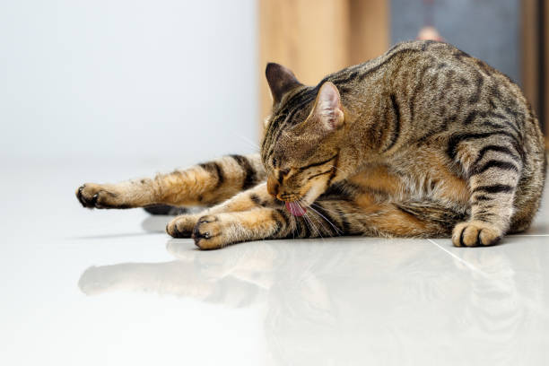 istock Tabby cat is licking its own fur. 1341400702