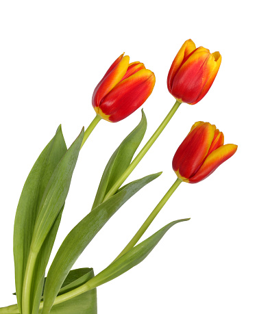 Three beautiful red and yellow tulips isolated on a white background