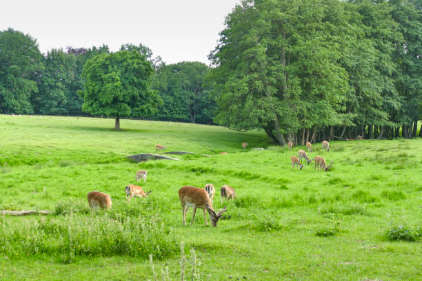 istock Deer in natural ambiance 1341404966