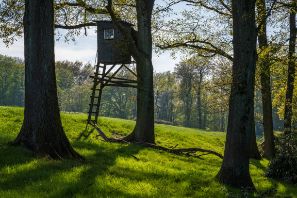 uma caça em uma floresta perto de heiligenhaus, alemanha - high seat - fotografias e filmes do acervo