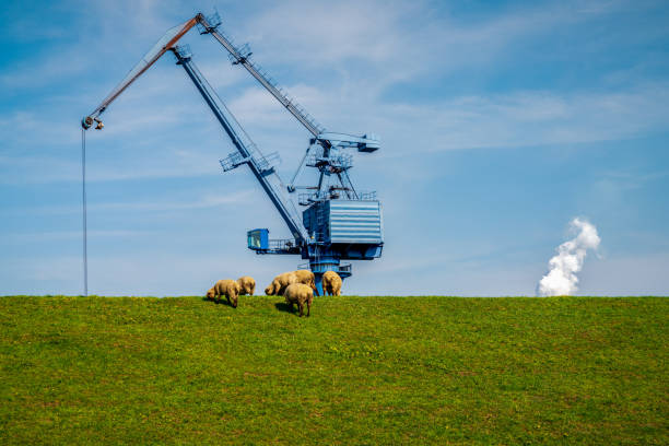 Sheep grazing in Rheinberg, North Rhine-Westphalia, Germany Sheep grazing on the dyke to the harbour in Orsoy, North Rhine-Westphalia, Germany rheinberg illumination stock pictures, royalty-free photos & images