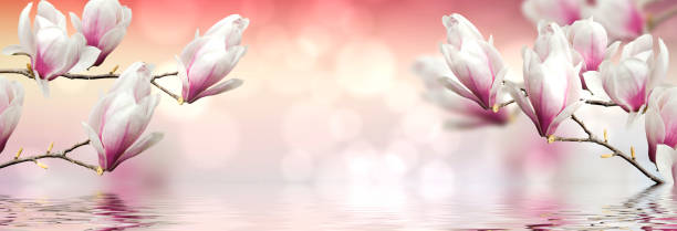 istock abstract nature spring sunrise background. Flowering magnolia tree 1341405906