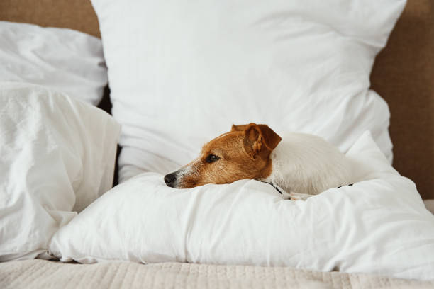 istock Dog sleeping and resting at the bed. 1341405974