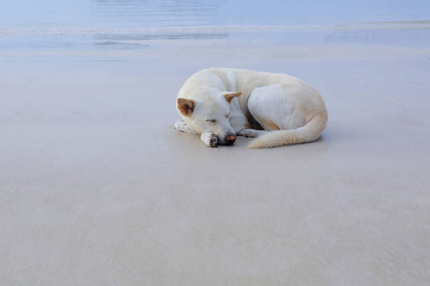 A cute dog lays on the sea coast with copy space. World Pet Day