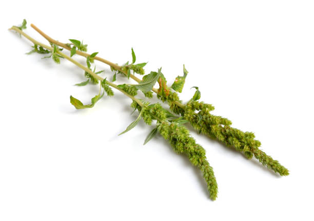 istock Amaranthus retroflexus or red-root amaranth, redroot pigweed, red-rooted pigweed, common amaranth, pigweed amaranth 1341407151