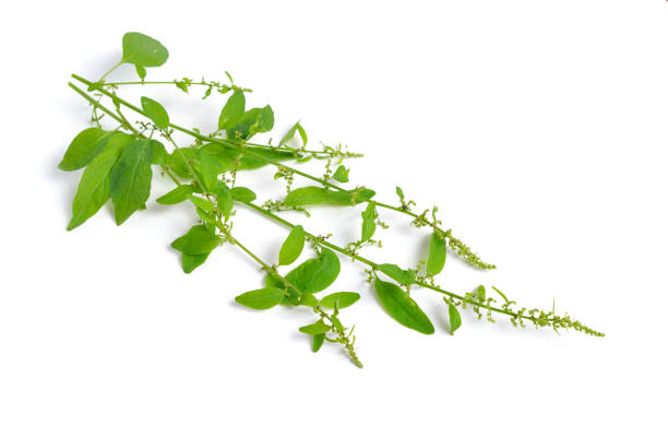 istock Lipandra polysperma or Chenopodium polyspermum, common name manyseed goosefoot. Isolated 1341407295