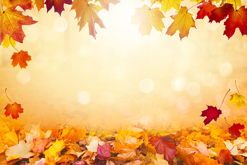 Falling autumn leaves on colorful background.Better version: