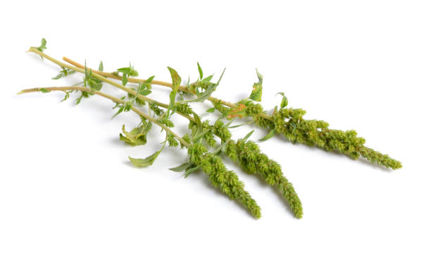 istock Amaranthus retroflexus or red-root amaranth, redroot pigweed, red-rooted pigweed, common amaranth, pigweed amaranth 1341408528