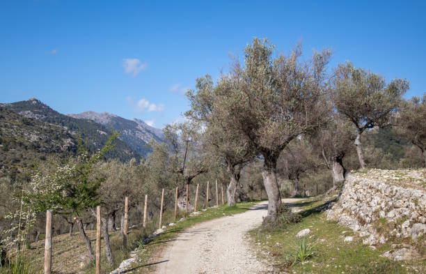 istock Fornalutx and around Soller, Mallorc 1341408840