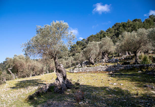 istock Fornalutx and around Soller, Mallorc 1341408910