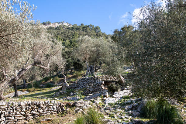 istock Fornalutx and around Soller, Mallorc 1341409075