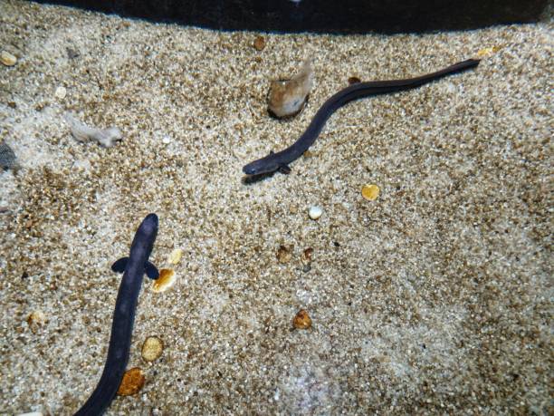 istock Electric eel or electric eel is a type of freshwater fish that can generate electricity 1341410449