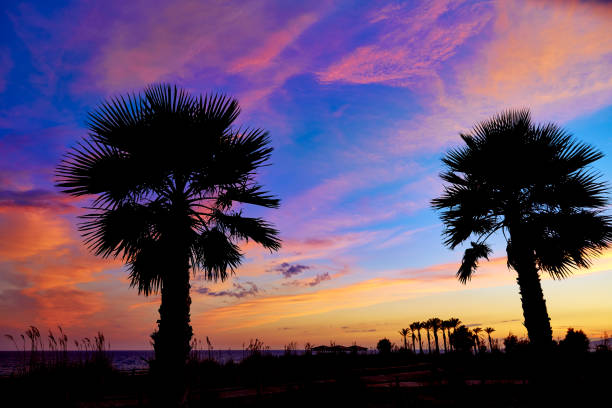 Almeria Cabo de Gata sunset pam trees in Retamar beach at Spain
