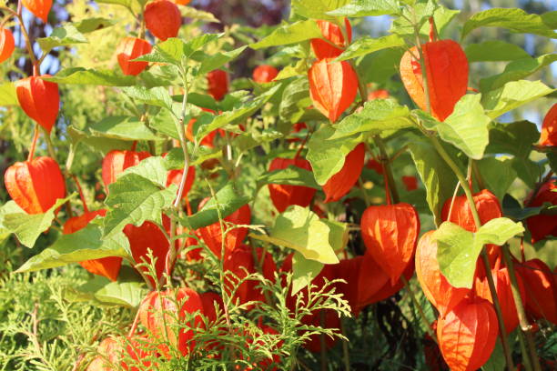 lanterna cinese in giardino - chinese lantern foto e immagini stock