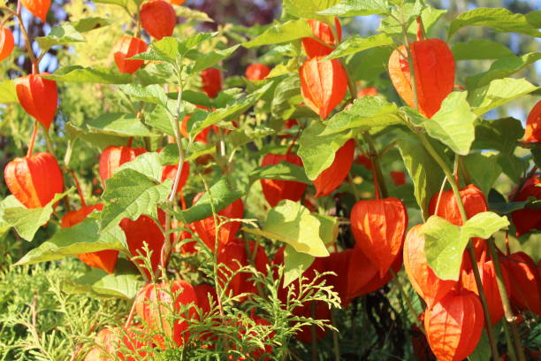 chinese lantern in the garden blossoming chinese lantern in the garden chinese lantern lily photos stock pictures, royalty-free photos & images