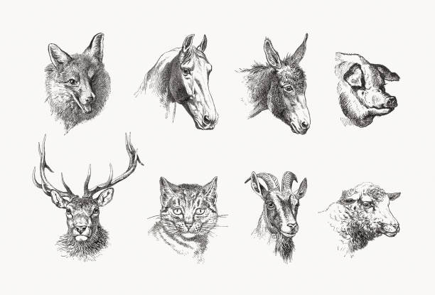 ilustraciones, imágenes clip art, dibujos animados e iconos de stock de cabezas de diferentes mamíferos, grabados en madera, publicado en 1889 - orejas de burro