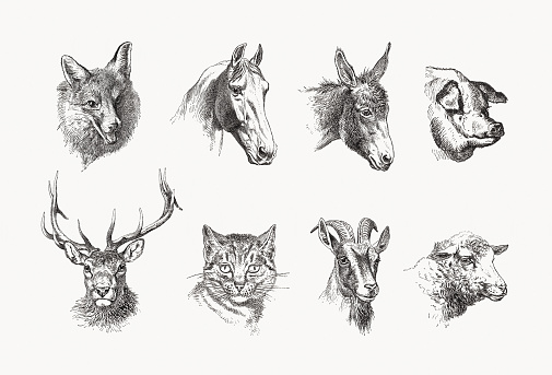 Heads of different mammals: Fox, horse, donkey, pig, deer, cat, goat and sheep. Wood engravings, published in 1889.