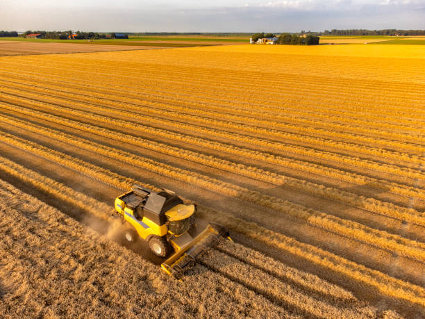 istock Combine harvester harvesting wheat during summer 1341413879