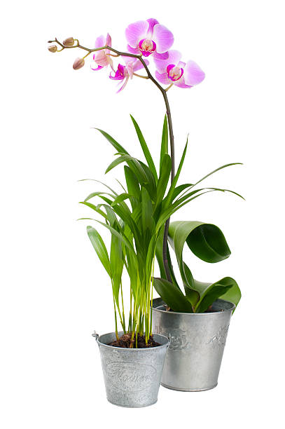 istock Orchid and tropical plant 134141399