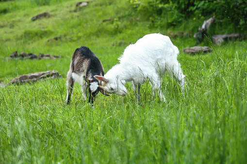 Pair of little goat kids playing in summer pasture. Spring landscape with two butting goatling in green meadow. Horned Saanen and baby nigerian dwarf goat funny fighting outdoor