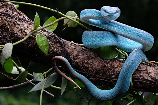 A vicious blue viper is wary of threats from enemies