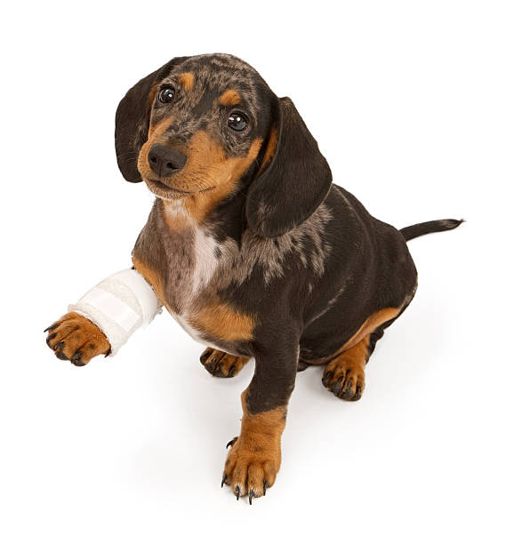 Dachshund Puppy With Injured Leg Isolated on White Dachshund puppy with an injured leg that is wrapped in a bandage, Isolated on white animal limb stock pictures, royalty-free photos & images