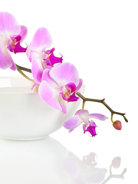 istock A pink and purple orchid stem with blooms 134141549