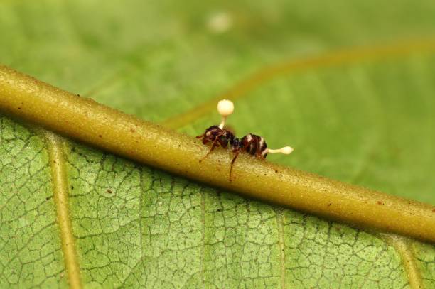 dead ant because of cordyceps fungus, from indonesian new guinea - mier stockfoto's en -beelden