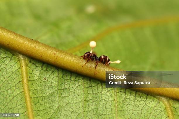 Dead Ant Because Of Cordyceps Fungus From Indonesian New Guinea Stock Photo - Download Image Now
