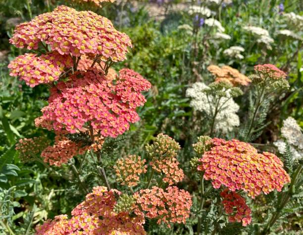 istock Flowering Yarrow Plants 1341416946