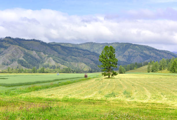 istock A tree in the Altai mountain valley 1341417016