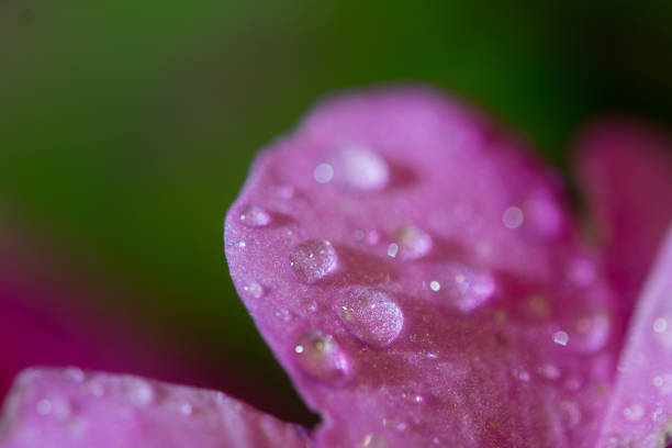 istock Water droplets on flower petal 1341417122