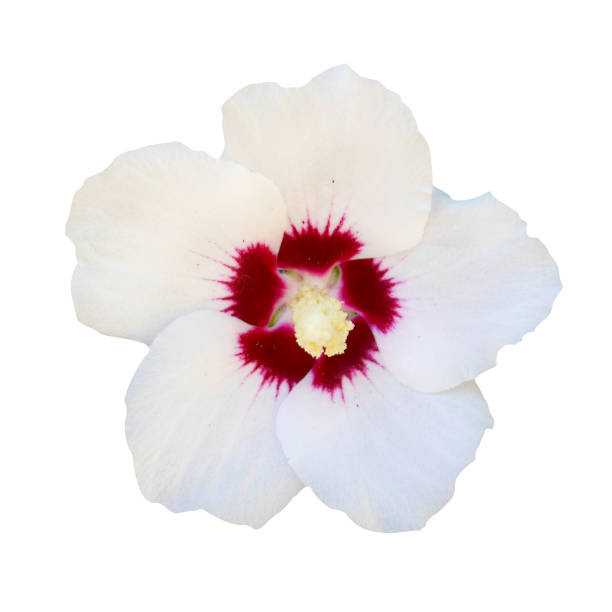 istock White hibiscus flower on isolated white background. 1341417274