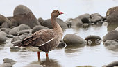 Lesser white-fronted goose (Anser erythropus) is a goose closely related to the larger white-fronted goose