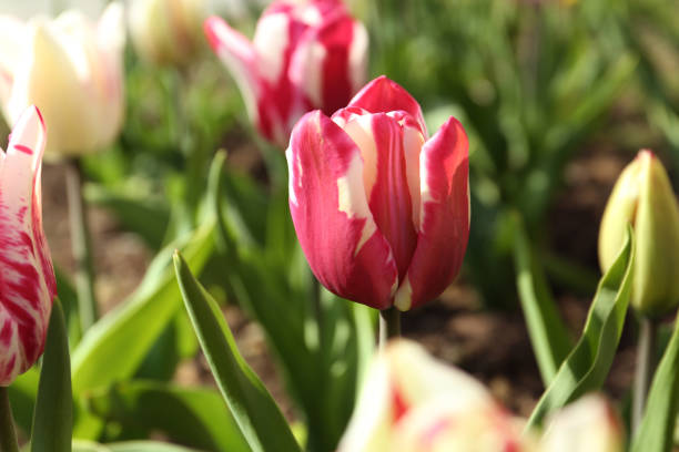 istock Beautiful blooming tulips outdoors on sunny day 1341417492
