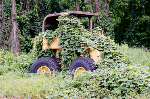 Bulldozer overgrown with kudzu from a slow construction industry