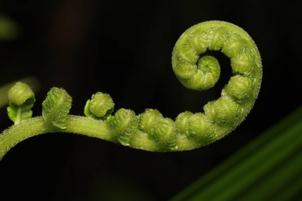 Close up photo of Fern Fiddlehead From West Papua, Indonesia fiddle head stock pictures, royalty-free photos & images