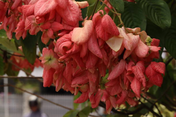 Mussaenda flower with pink color close up photo pink mussaenda flower stock pictures, royalty-free photos & images