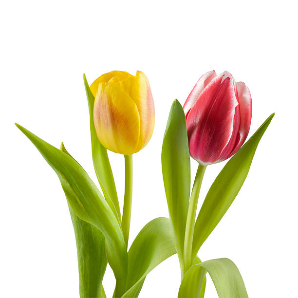 istock Yellow and red tulips 134141874