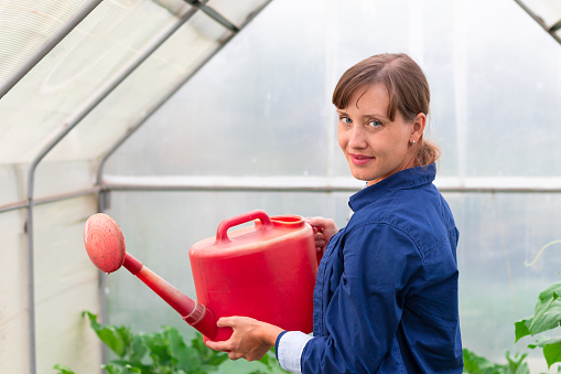 A woman in a blue shirt pours a watering can on the plants in a greenhouse on a hot summer day. Selective focus. Close-up