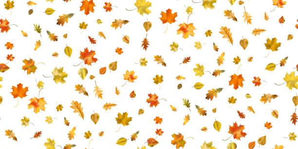 herbstvektor nahtloser hintergrund - amerikanischer amberbaum stock-grafiken, -clipart, -cartoons und -symbole