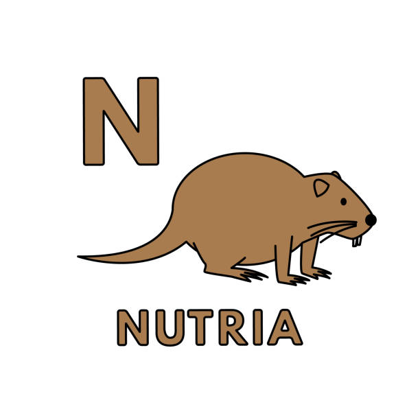 Vector Cute Cartoon Animals Alphabet. Nutria Illustration Alphabet with cute cartoon animals isolated on white background. Flashcard for children education. Vector illustration of nutria and letter N nutria rodent animal alphabet stock illustrations