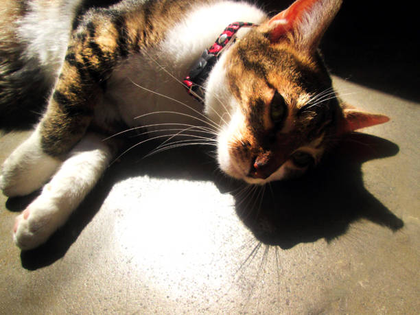 istock Tricolor tabby cat enjoying the sun 1341422608