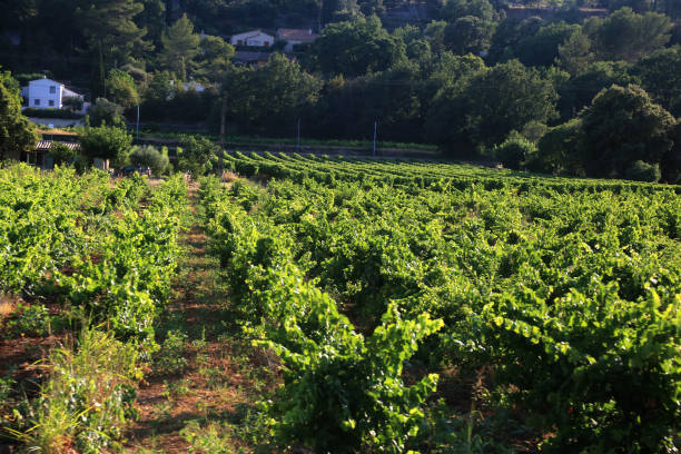 istock vineyard fields in provence france 1341422975